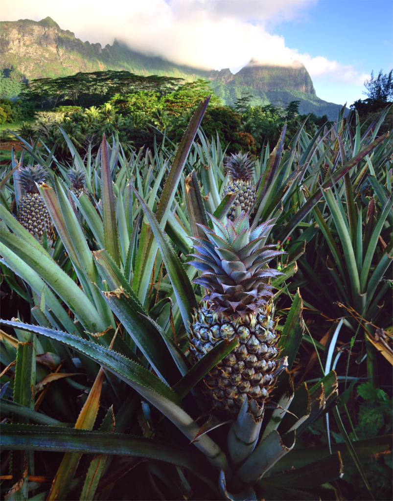 Ananas-Bild-von-Paul-McGowan-auf-Pixabay