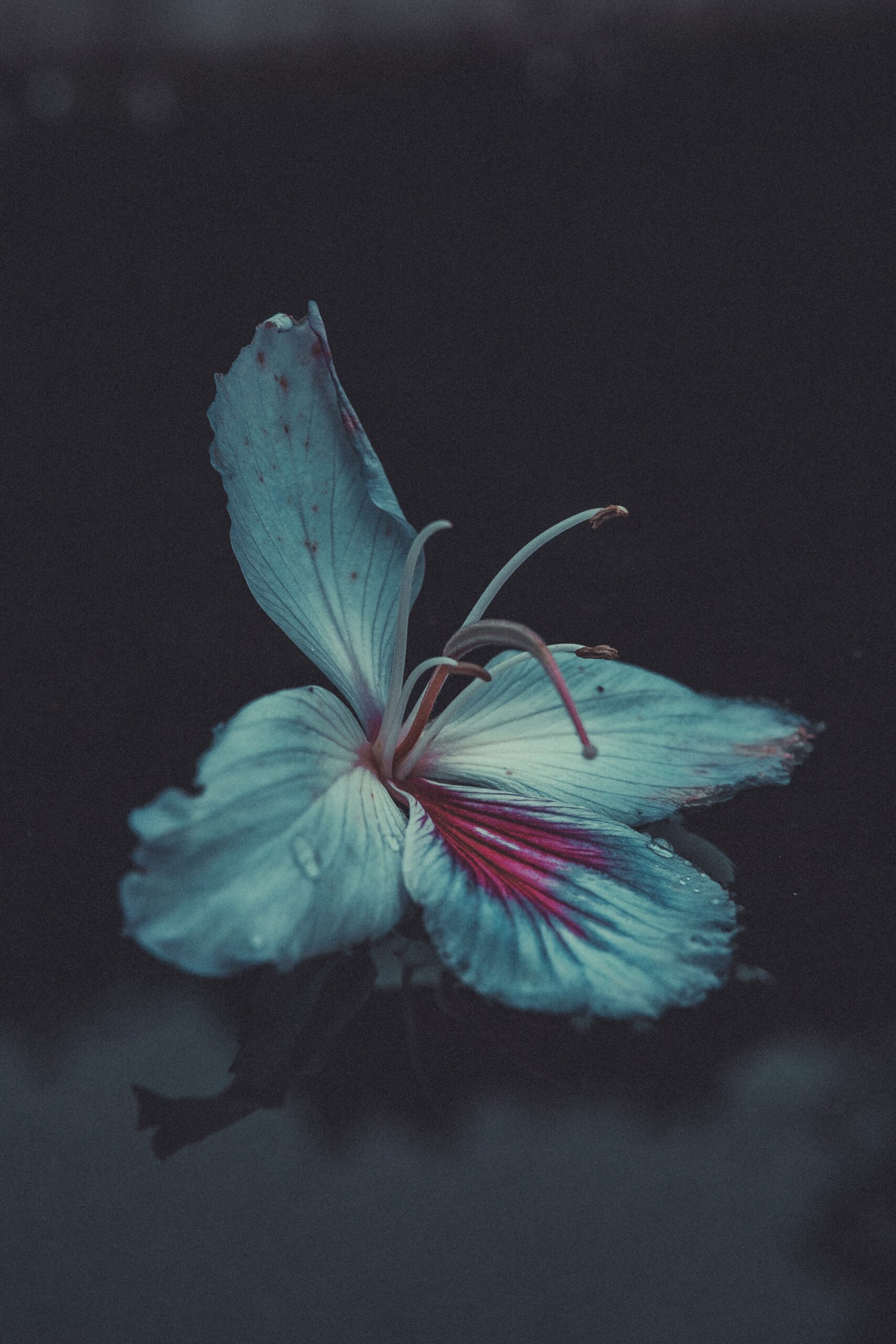 Blauer-Hibiskus