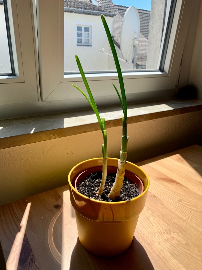 Sophie_Reste4