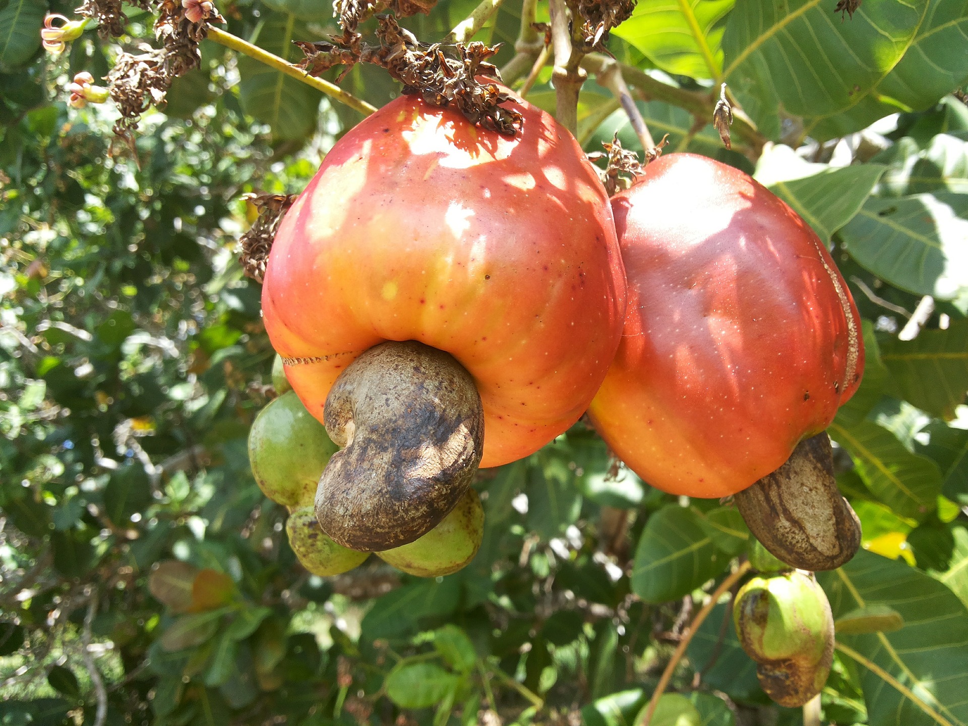cashew-Bild-von-Edilson-Lellis-Lellis-auf-Pixabay