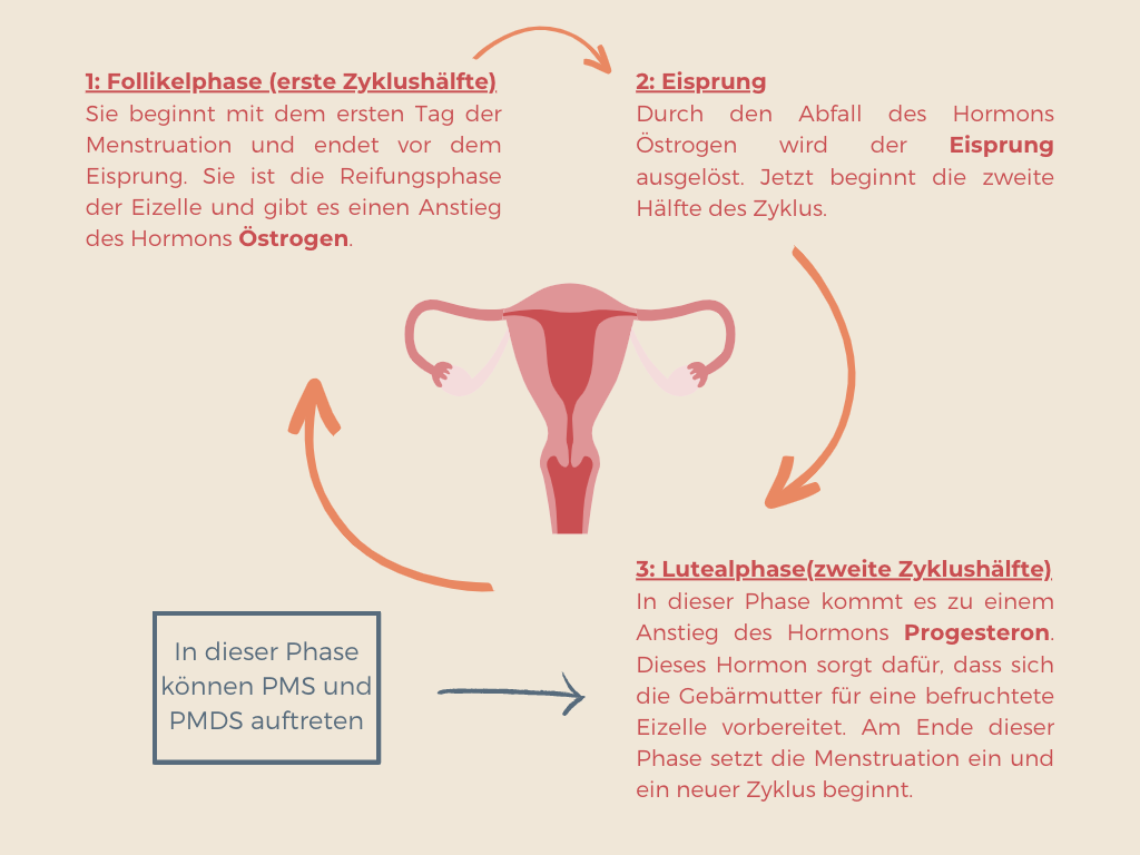 Vereinfachte Darstellung der hormonellen Veränderungen im Menstruationszyklus. Vereinfachte Darstellung der hormonellen Veränderungen im Menstruationszyklus.